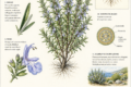 Rosmarino Officinalis. L.